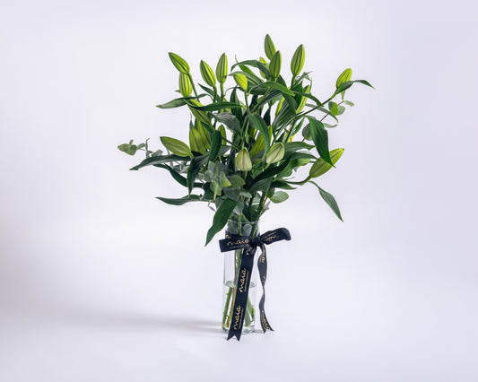 Stems Lily White